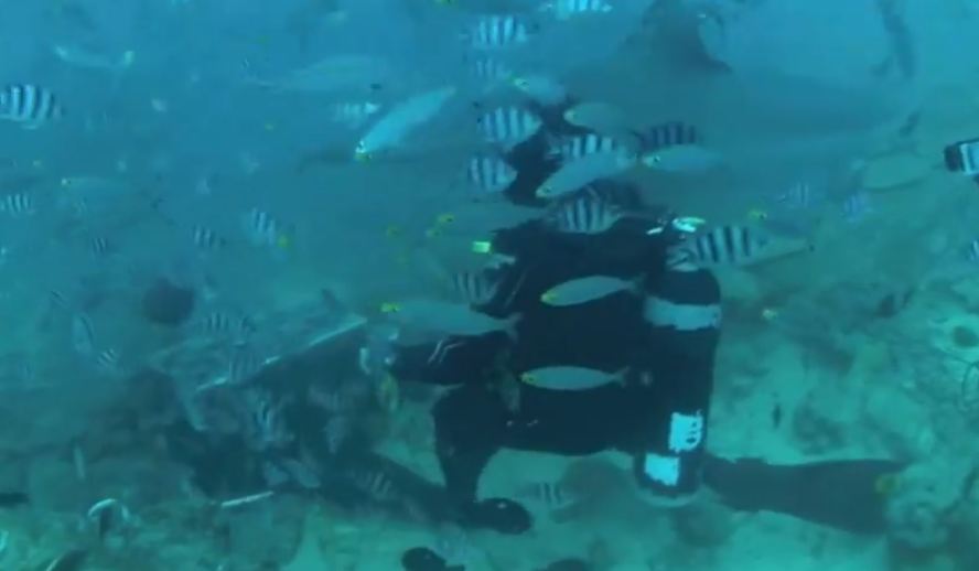 Shark Diving In Fiji